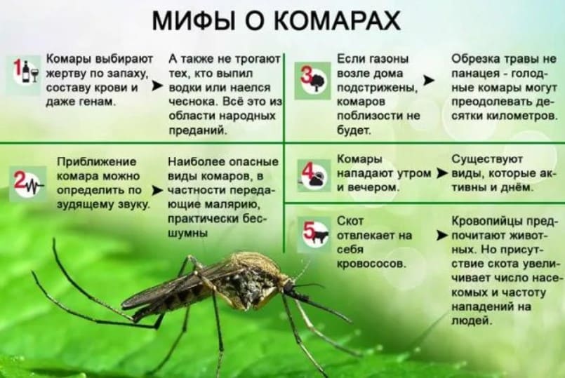 Как защититься от мошки на огороде