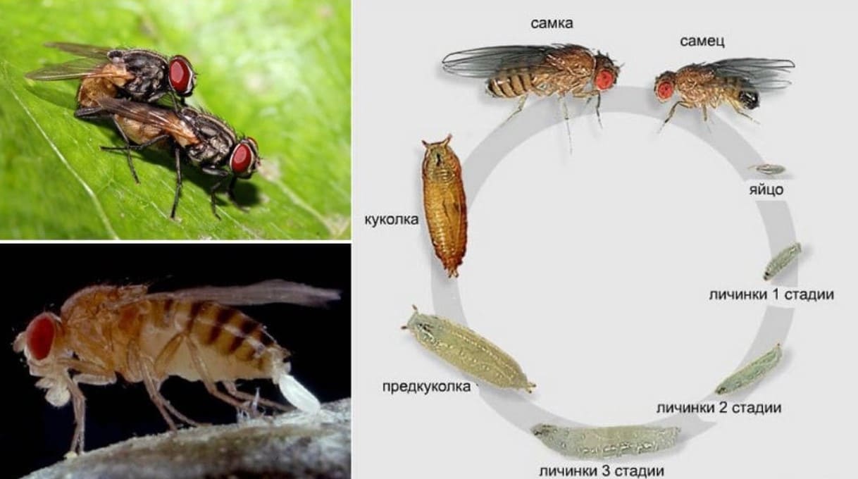 Как размножаются мухи в доме. Муха осенняя жигалка жизненный цикл. Личинки мух стадии развития. Вольфартова Муха личинки. Цикл развития мухи дрозофилы.